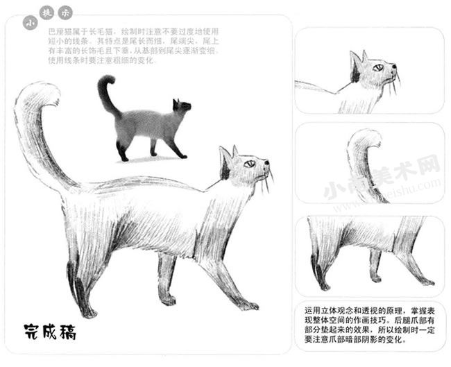 巴厘猫的素描画法步骤图示