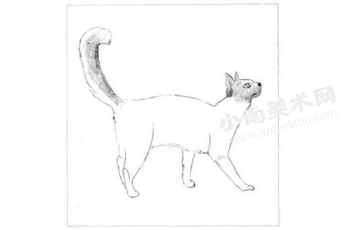 巴厘猫的素描画法步骤图示03
