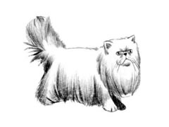 【动物素描】波斯猫的素描画法步骤图示
