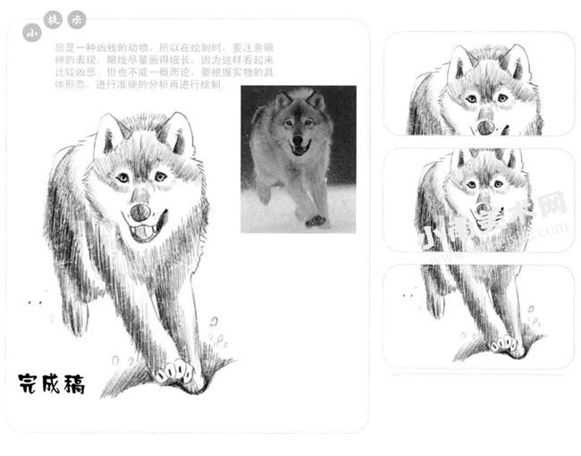 狼的素描画法步骤图示