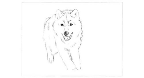 狼的素描画法步骤图示01