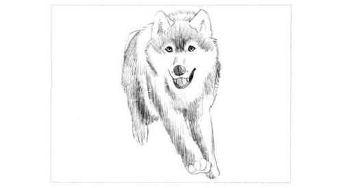 狼的素描画法步骤图示04
