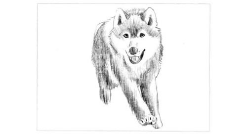 狼的素描画法步骤图示05