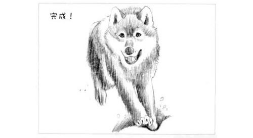 狼的素描画法步骤图示06