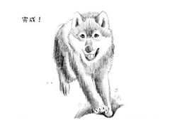 【动物素描】狼的素描画法步骤图示