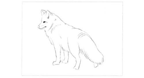 狐狸的素描画法步骤图示01