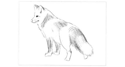 狐狸的素描画法步骤图示03