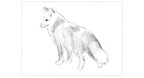 狐狸的素描画法步骤图示04