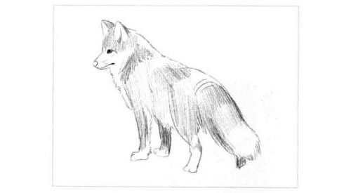 狐狸的素描画法步骤图示05