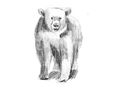 【动物素描】黑熊的素描画法步骤图示