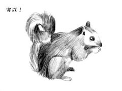 【动物素描】松鼠的素描画法步骤图示（三）