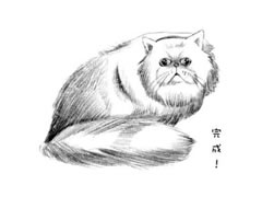 【动物素描】金吉拉猫的素描画法步骤图示