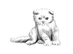 【动物素描】苏格兰折耳猫的素描画法步骤图示