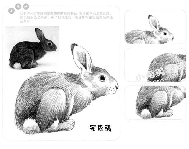 小灰兔的素描画法步骤图示