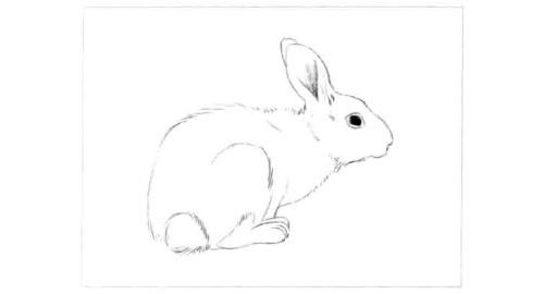 小灰兔的素描画法步骤图示01