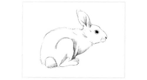 小灰兔的素描画法步骤图示02