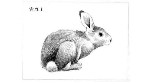 小灰兔的素描画法步骤图示06