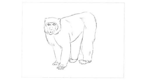 短尾猴的素描画法步骤图示01