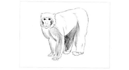 短尾猴的素描画法步骤图示03