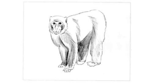 短尾猴的素描画法步骤图示04