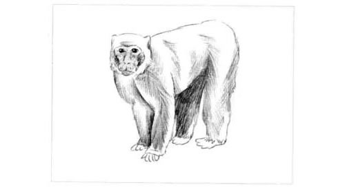 短尾猴的素描画法步骤图示05