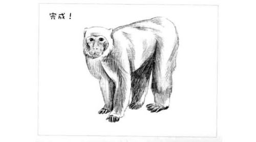 短尾猴的素描画法步骤图示06