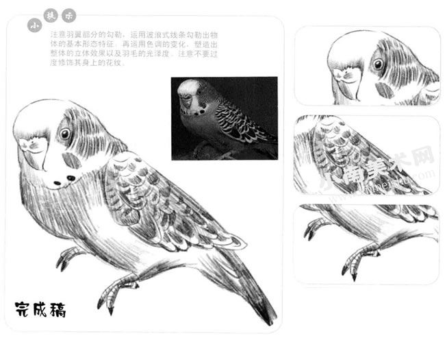 鹦鹉的素描画法步骤图示