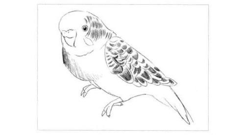 鹦鹉的素描画法步骤图示03