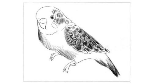 鹦鹉的素描画法步骤图示04