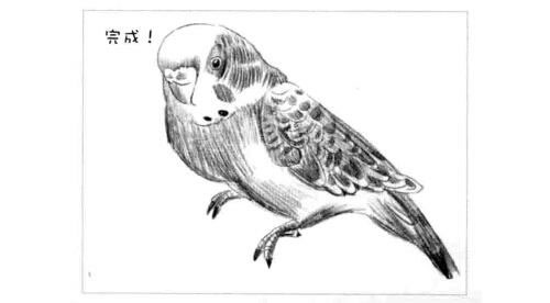 鹦鹉的素描画法步骤图示06