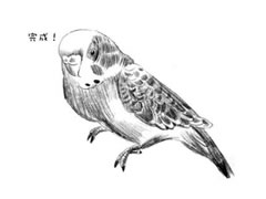 【动物素描】鹦鹉的素描画法步骤图示