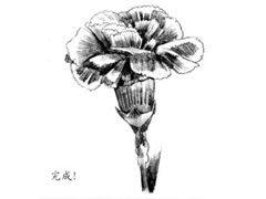 【花卉素描】康乃馨的素描画法步骤图示