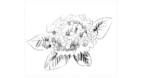 绣球花的素描画法步骤图示03