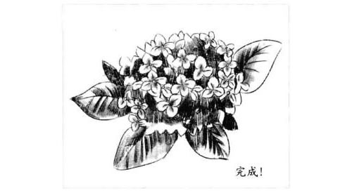 绣球花的素描画法步骤图示06