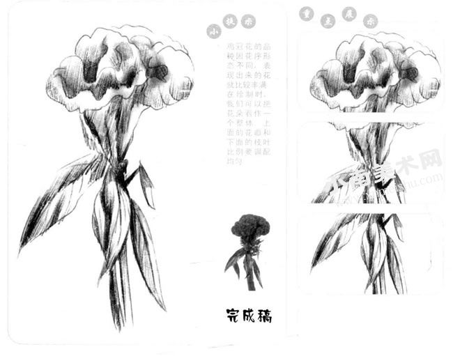 鸡冠花的素描画法步骤图示