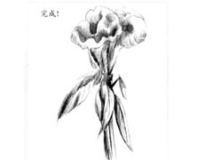 【花卉素描】鸡冠花的素描画法步骤图示