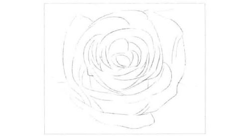 玫瑰花的素描画法步骤图示01