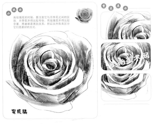 玫瑰花的素描画法步骤图示