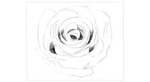 玫瑰花的素描画法步骤图示02