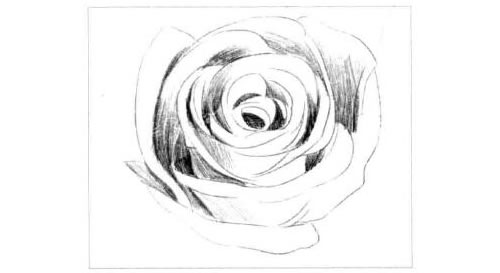 玫瑰花的素描画法步骤图示03