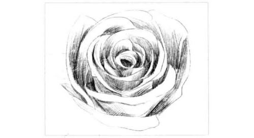 玫瑰花的素描画法步骤图示04
