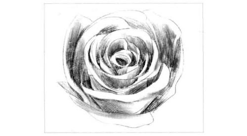 玫瑰花的素描画法步骤图示05