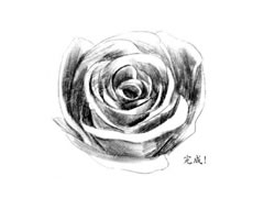 【花卉素描】玫瑰花的素描画法步骤图示