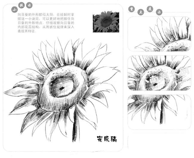 向日葵的素描画法步骤图示