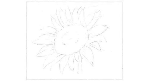 向日葵的素描画法步骤图示01
