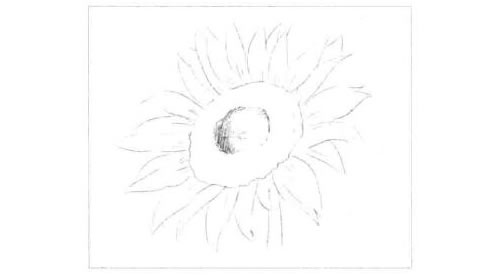 向日葵的素描画法步骤图示02