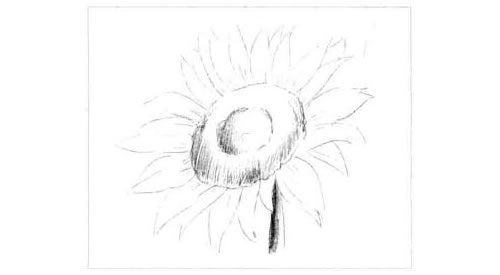 向日葵的素描画法步骤图示03
