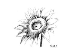 【花卉素描】向日葵的素描画法步骤图示