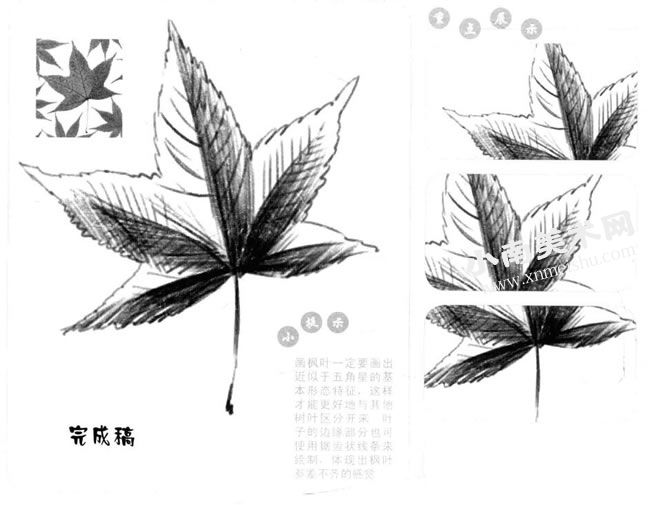 枫树叶的素描画法步骤图示
