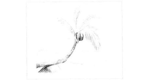 椰岛风情的素描画法步骤图示02